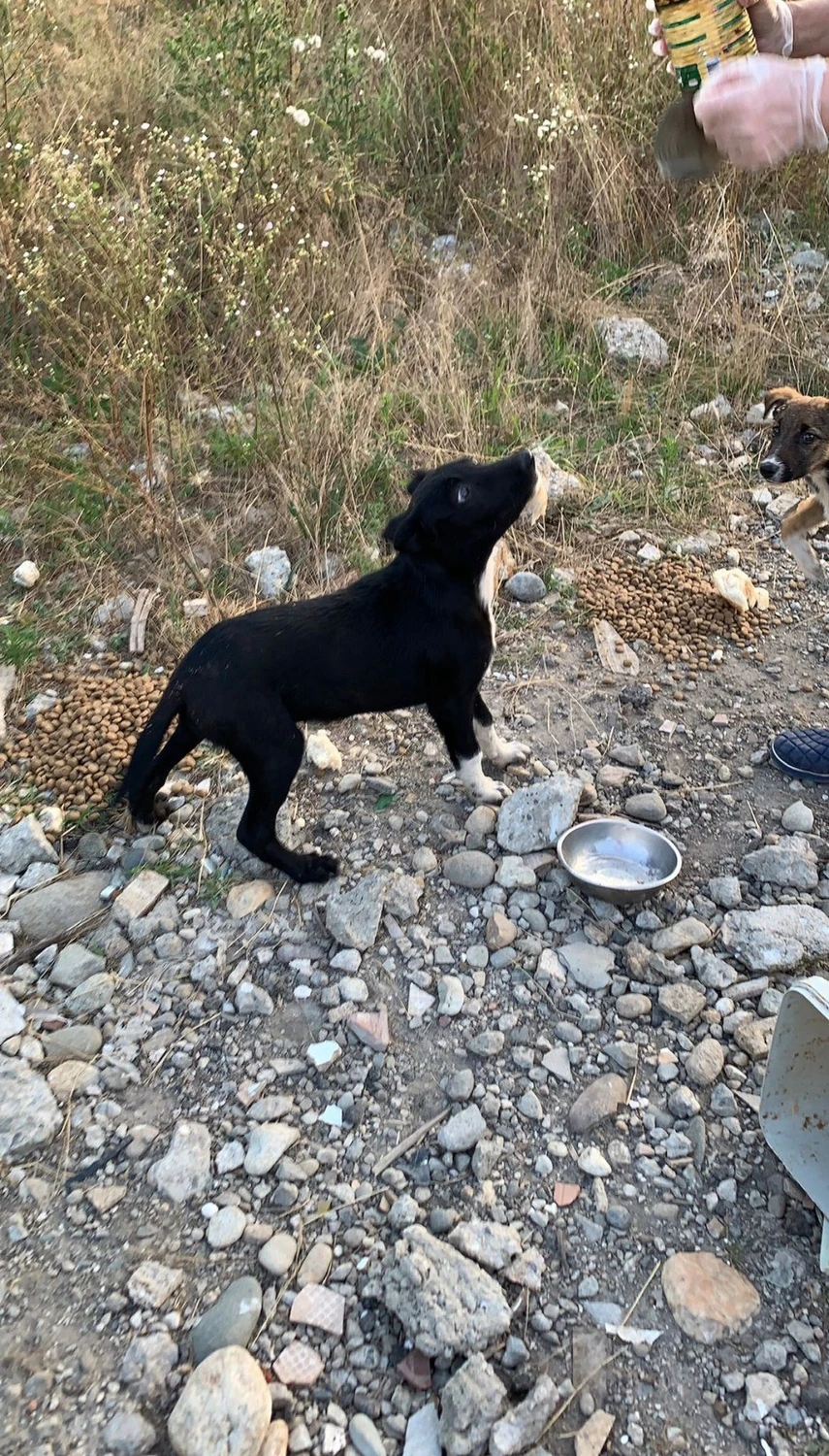 Pro Animals Deutschland e.V. – Hunde