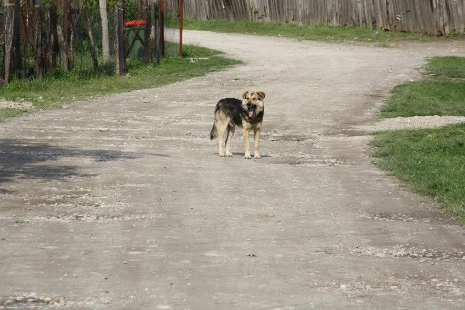 Pro Animals Deutschland e.V. – Hunde