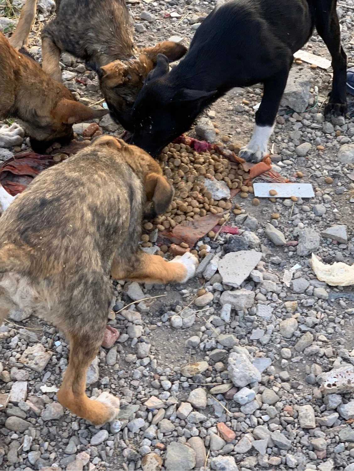 Pro Animals Deutschland e.V. – Hunde