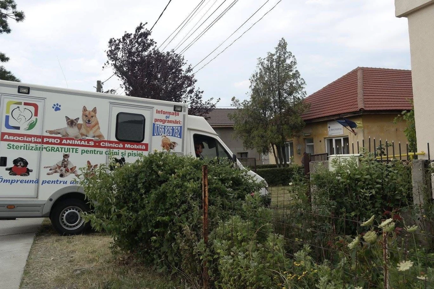Pro Animals Deutschland e.V. – Behandlung von Hunden