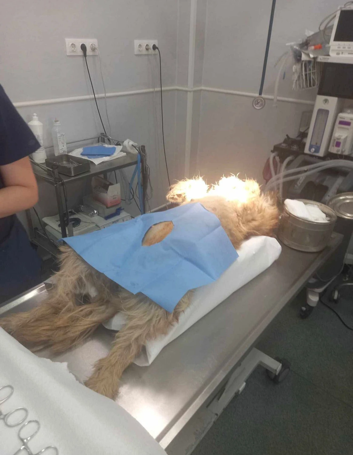 Pro Animals Deutschland e.V. – Behandlung von Hunden