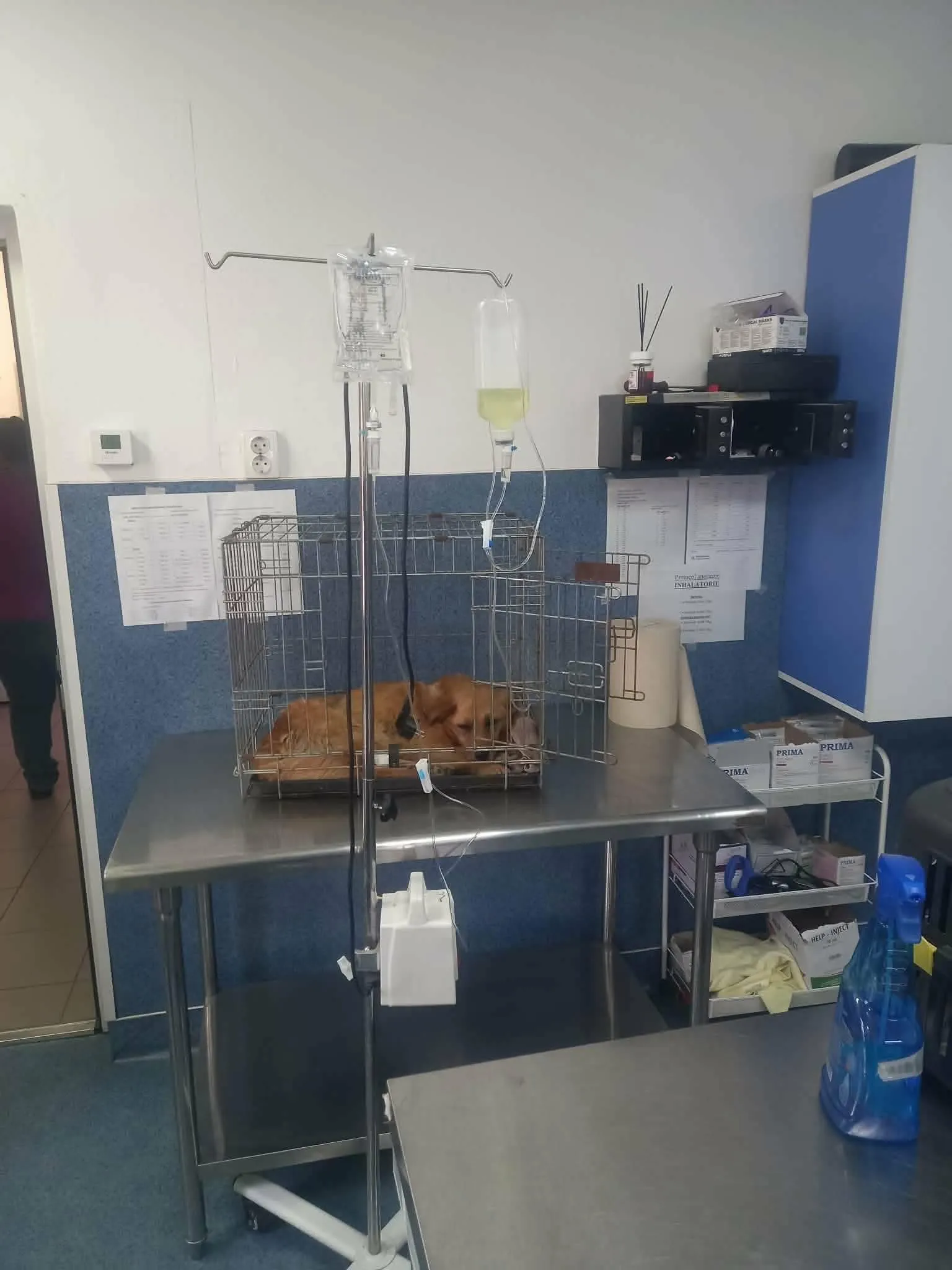 Pro Animals Deutschland e.V. – Behandlung von Hunden