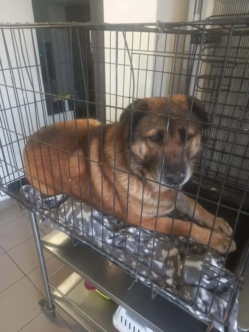 Pro Animals Deutschland e.V. – Behandlung von Hunden