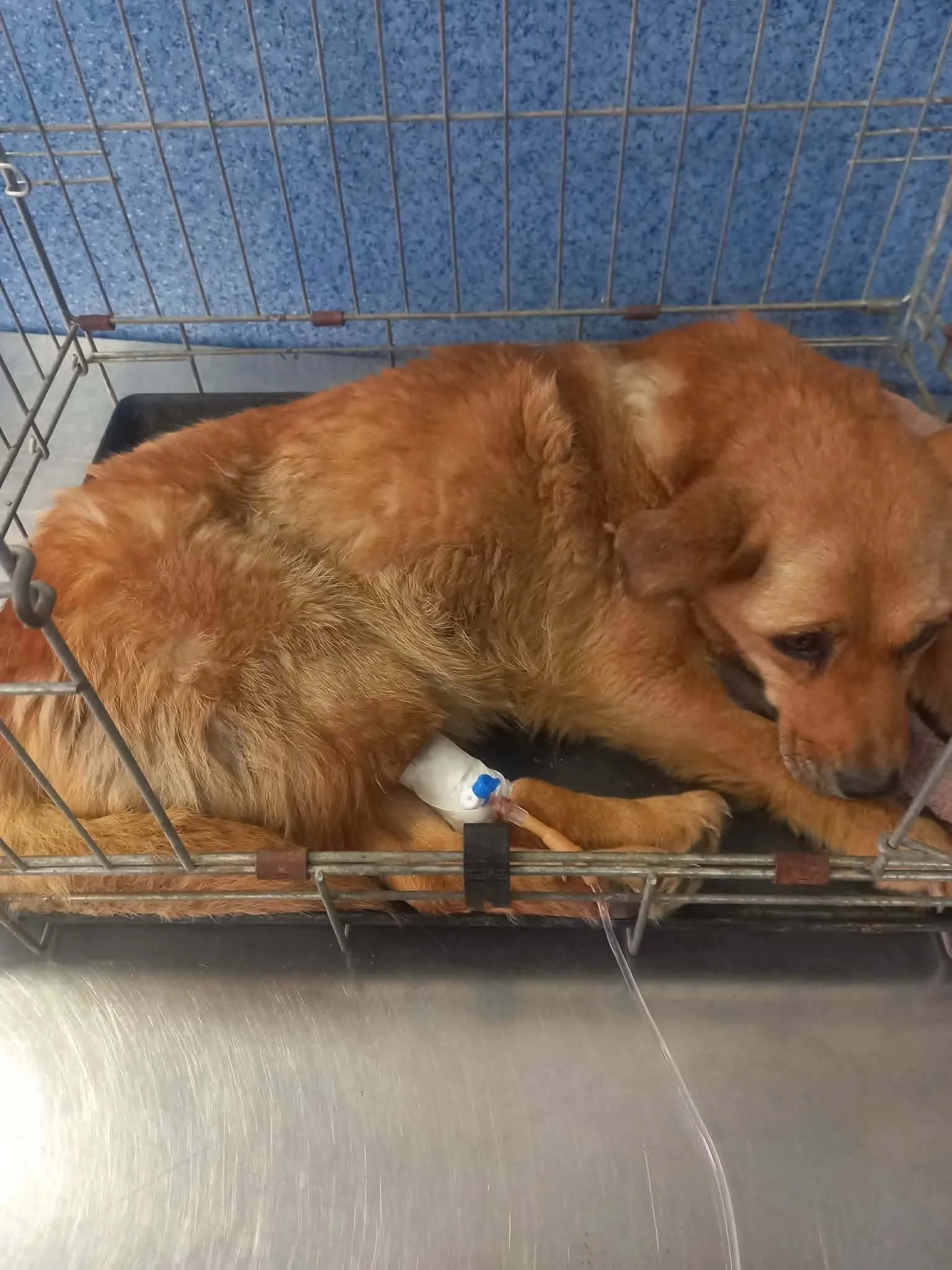 Pro Animals Deutschland e.V. – Behandlung von Hunden