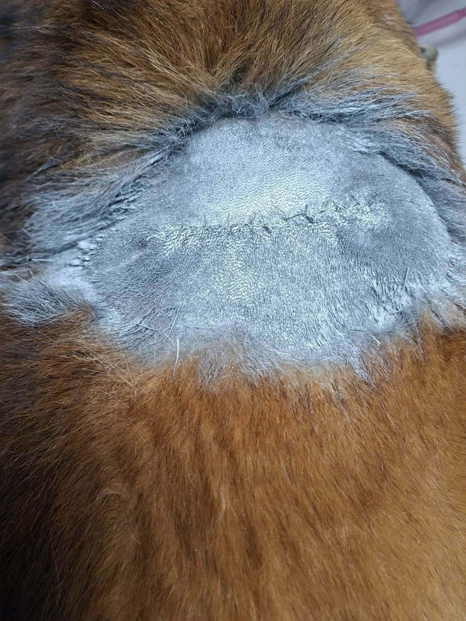 Pro Animals Deutschland e.V. – Behandlung von Hunden