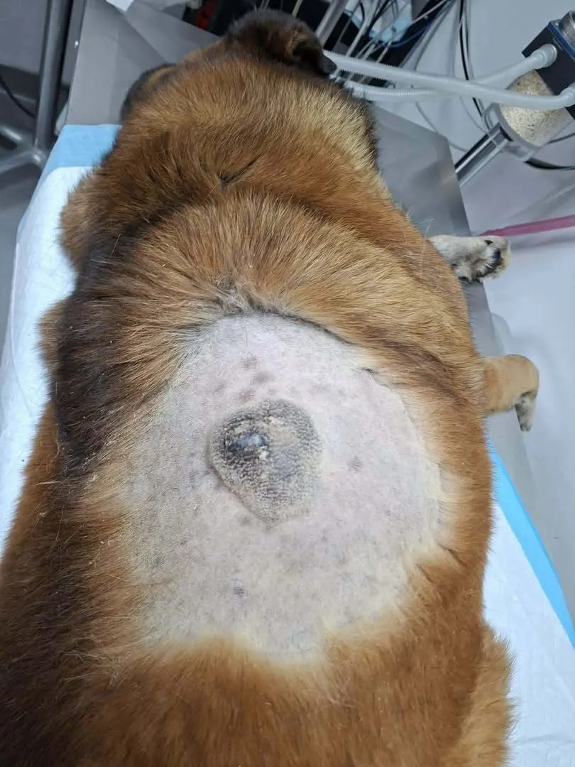 Pro Animals Deutschland e.V. – Behandlung von Hunden