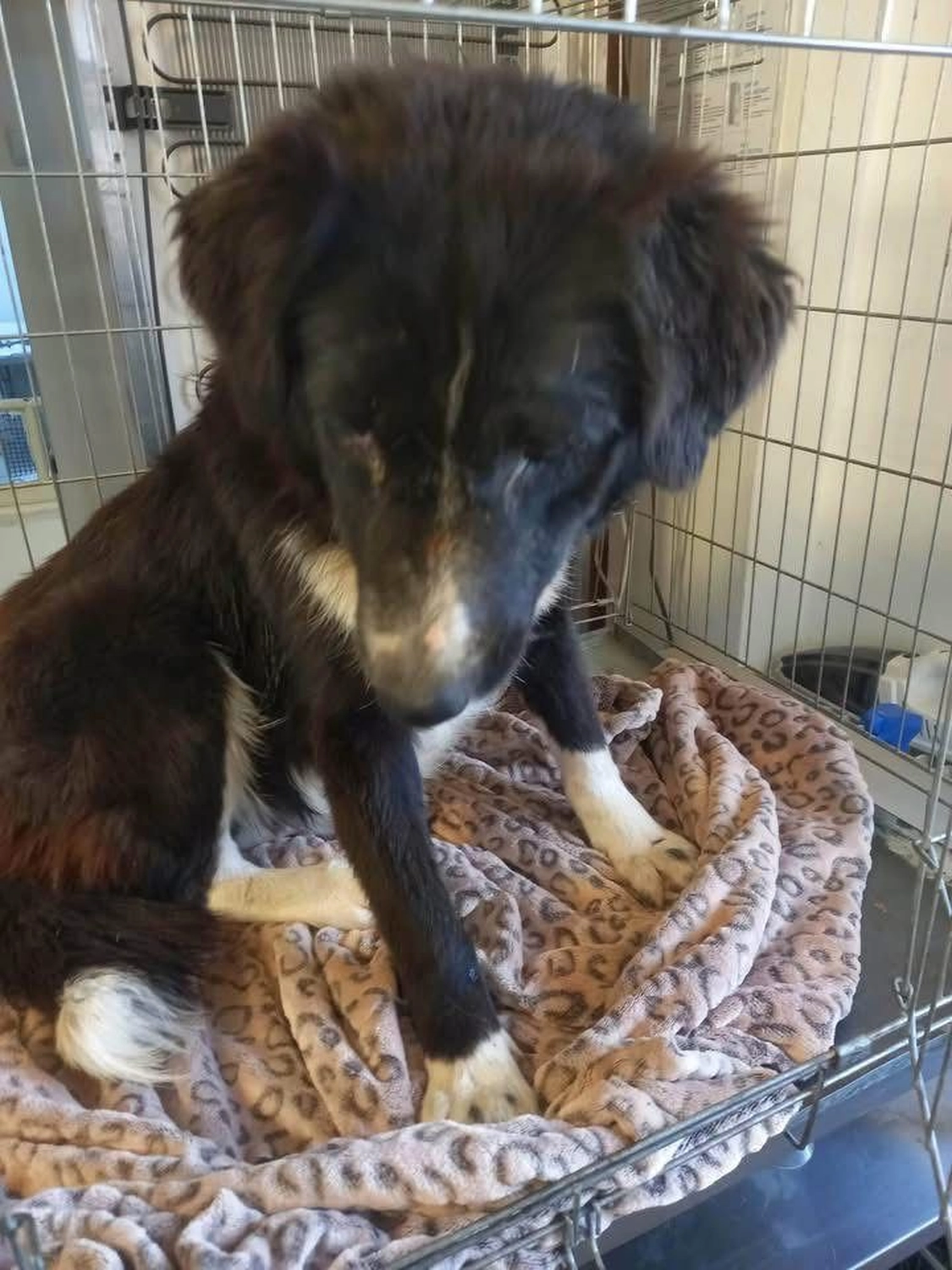 Pro Animals Deutschland e.V. – Behandlung von Hunden