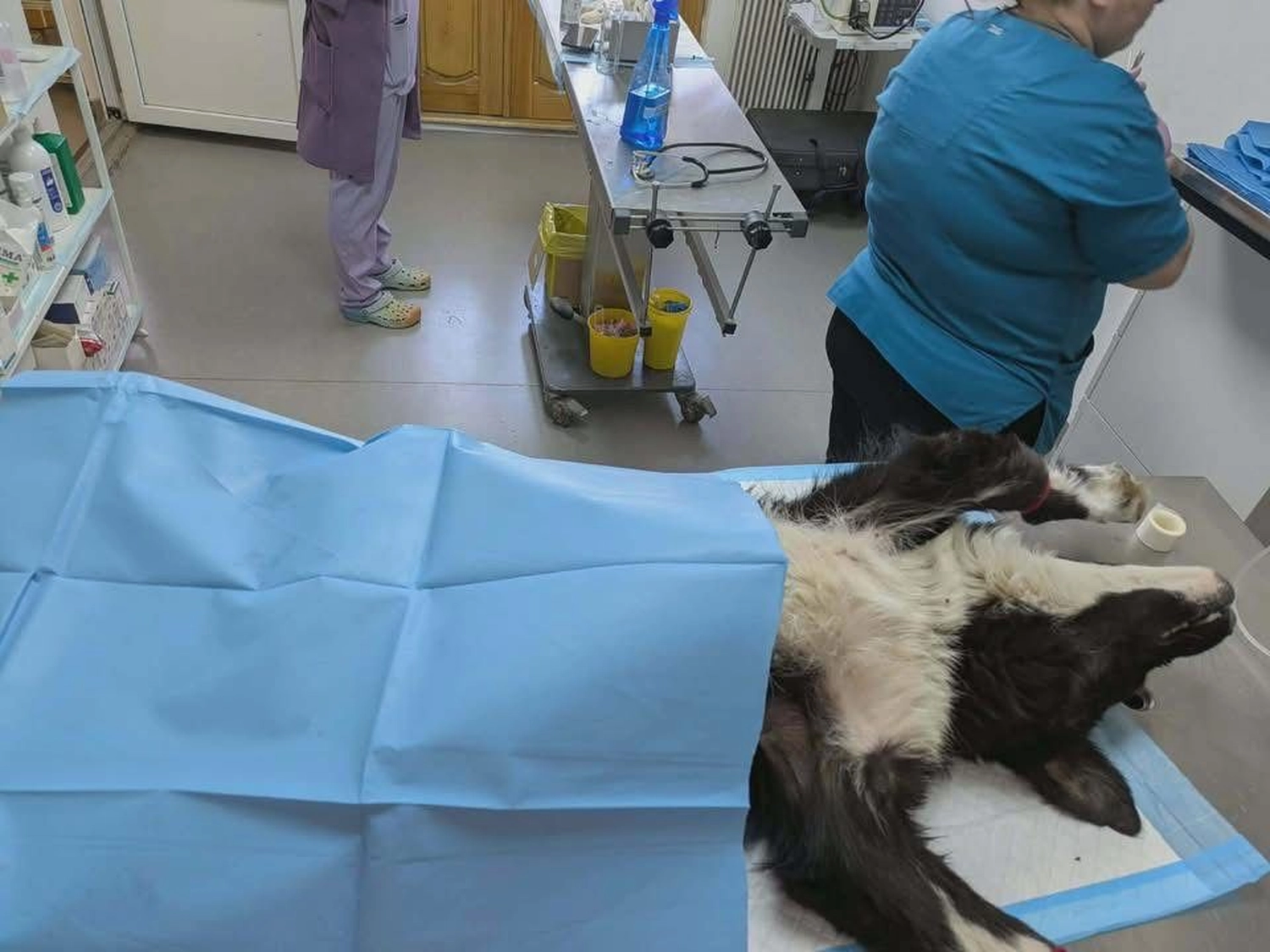 Pro Animals Deutschland e.V. – Hundebild