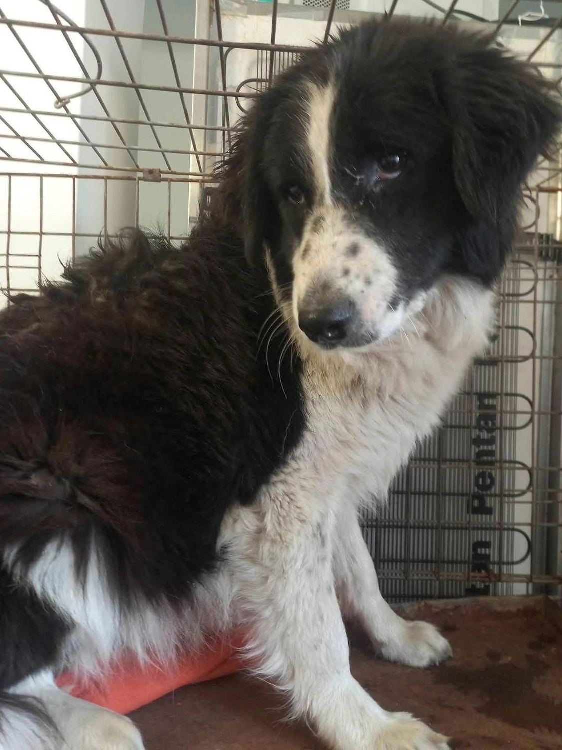 Pro Animals Deutschland e.V. – Behandlung von Hunden