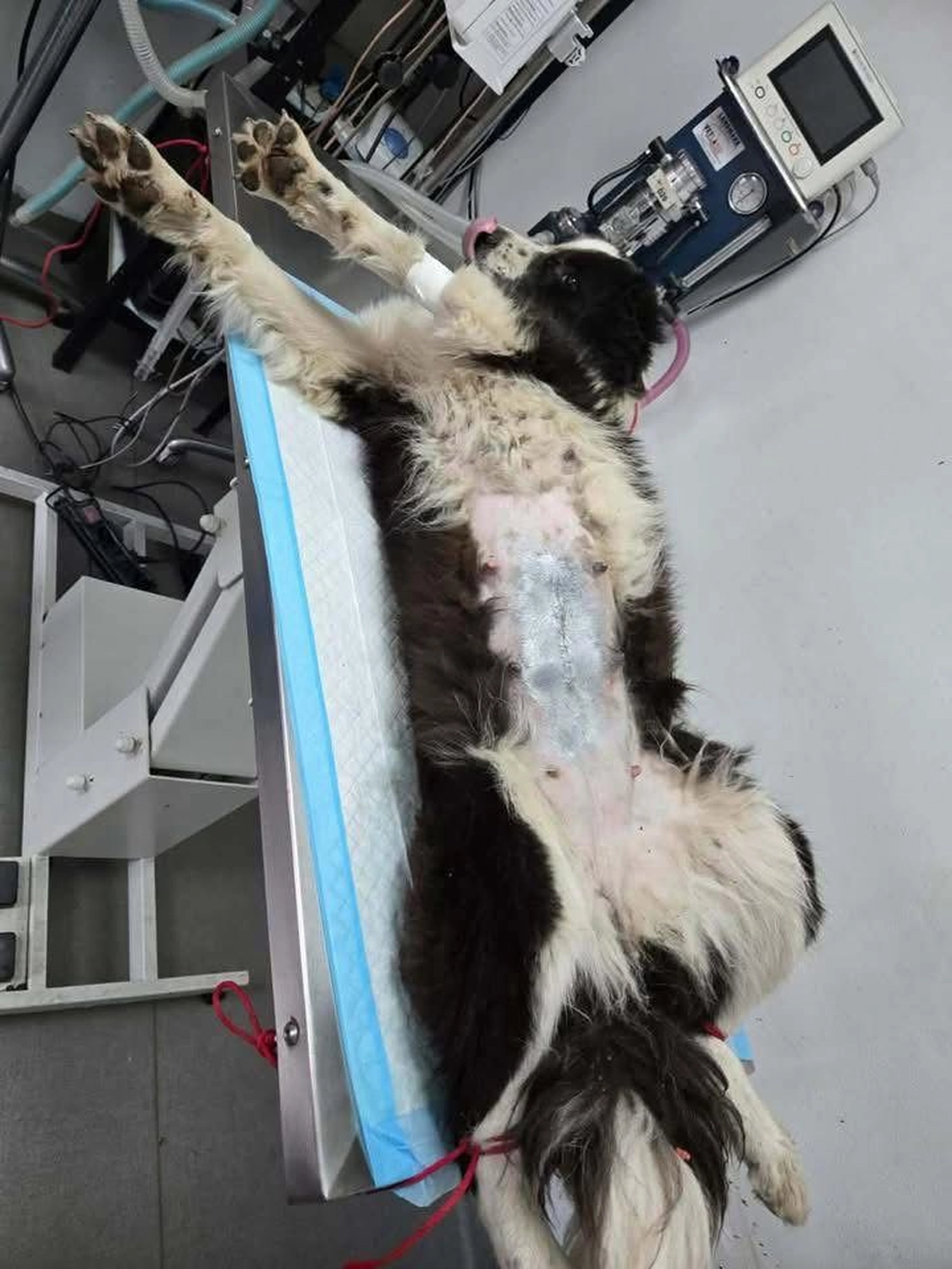 Pro Animals Deutschland e.V. – Behandlung von Hunden