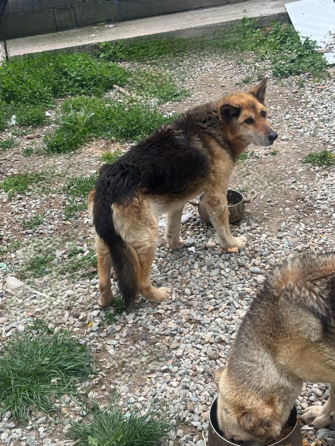 Pro Animals Deutschland e.V. – Hundebild