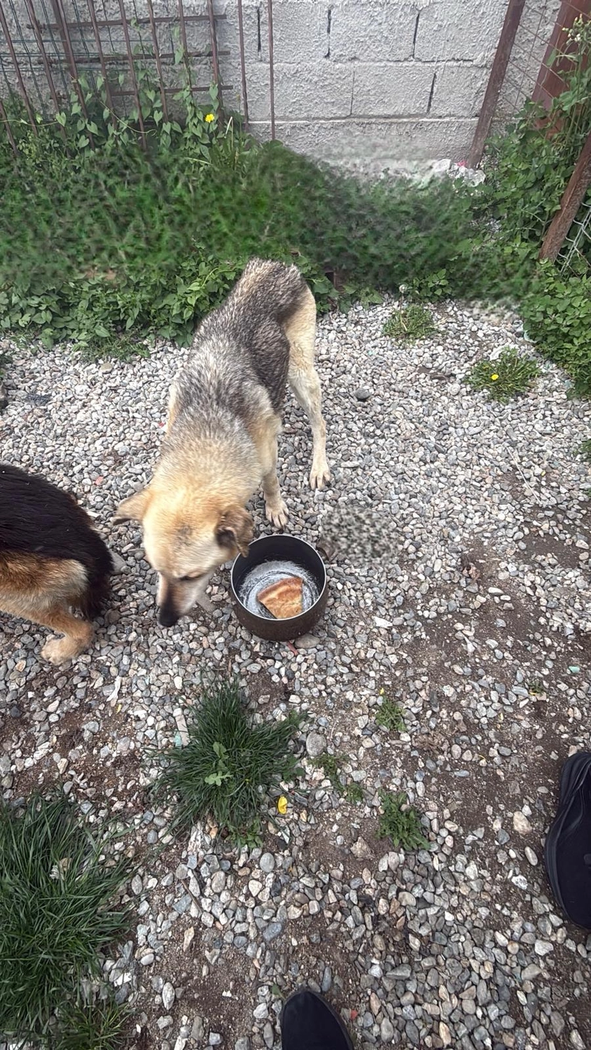 Pro Animals Deutschland e.V. – Behandlung von Hunden