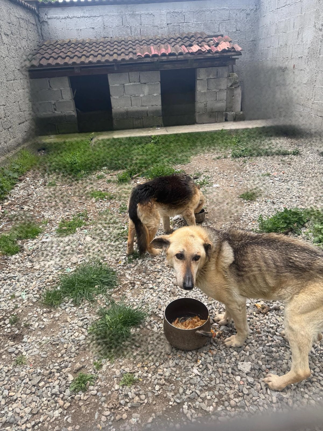 Pro Animals Deutschland e.V. – Behandlung von Hunden