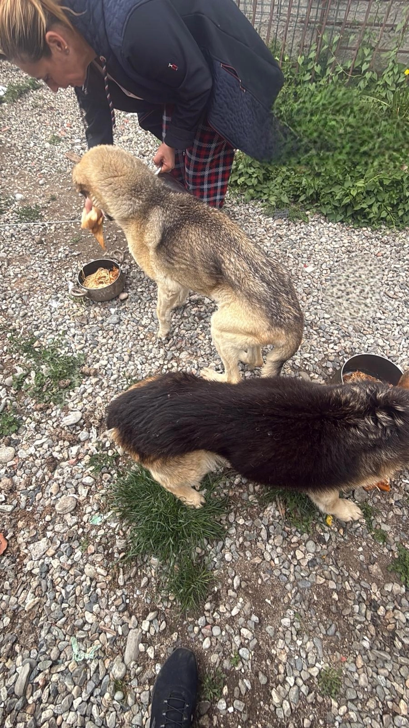 Pro Animals Deutschland e.V. – Behandlung von Hunden