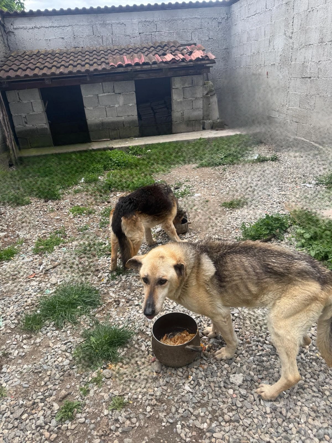 Pro Animals Deutschland e.V. – Behandlung von Hunden