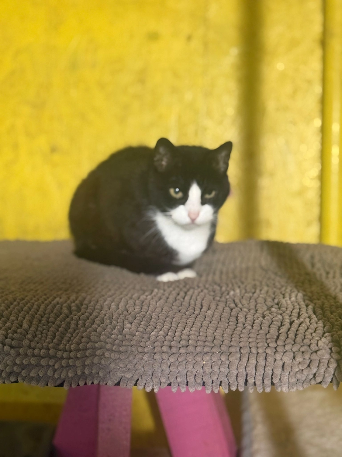 Pro Animals Deutschland e.V. – Katzenheim
