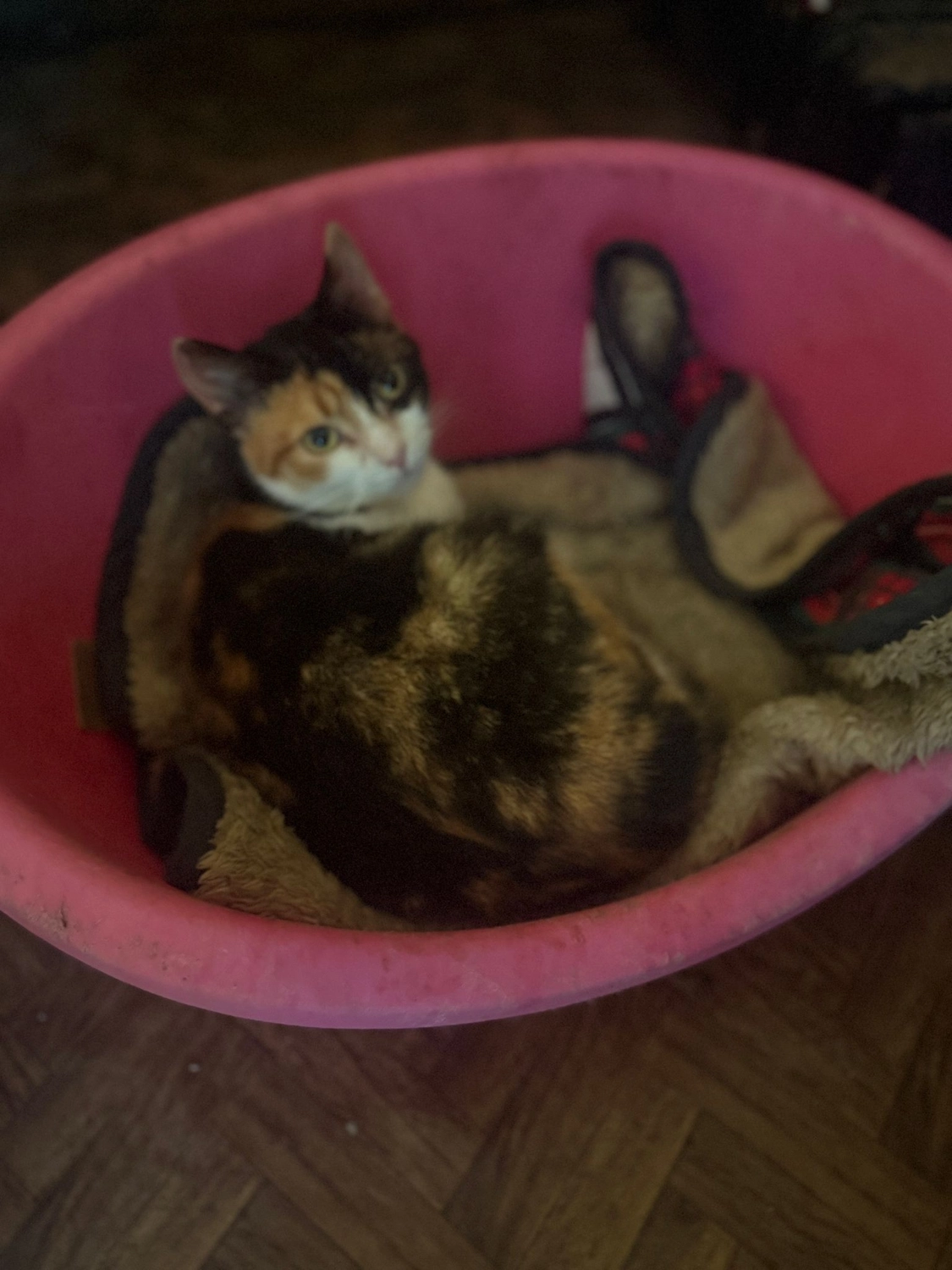 Pro Animals Deutschland e.V. – Katzenheim