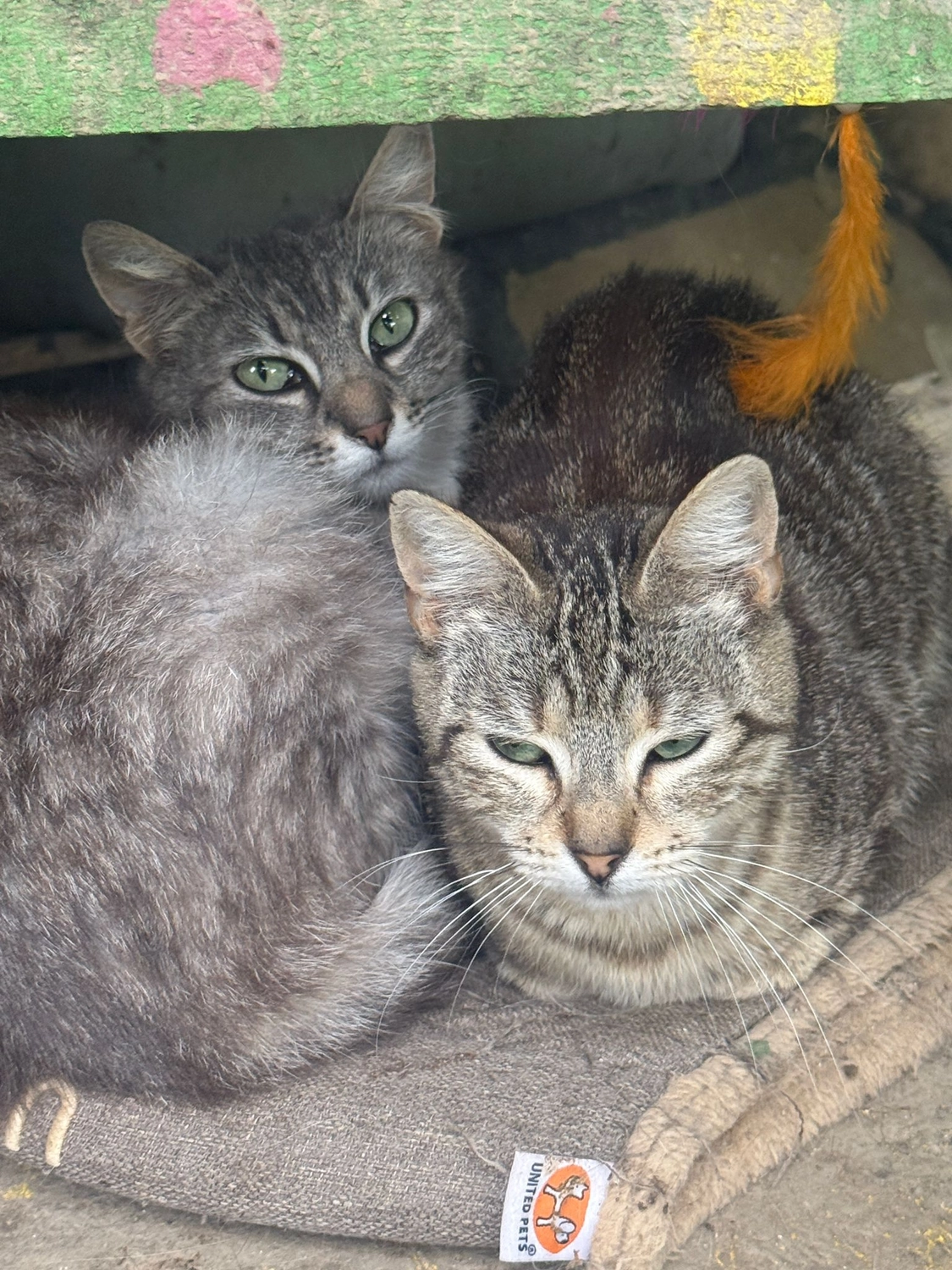 Pro Animals Deutschland e.V. – Katzenheim