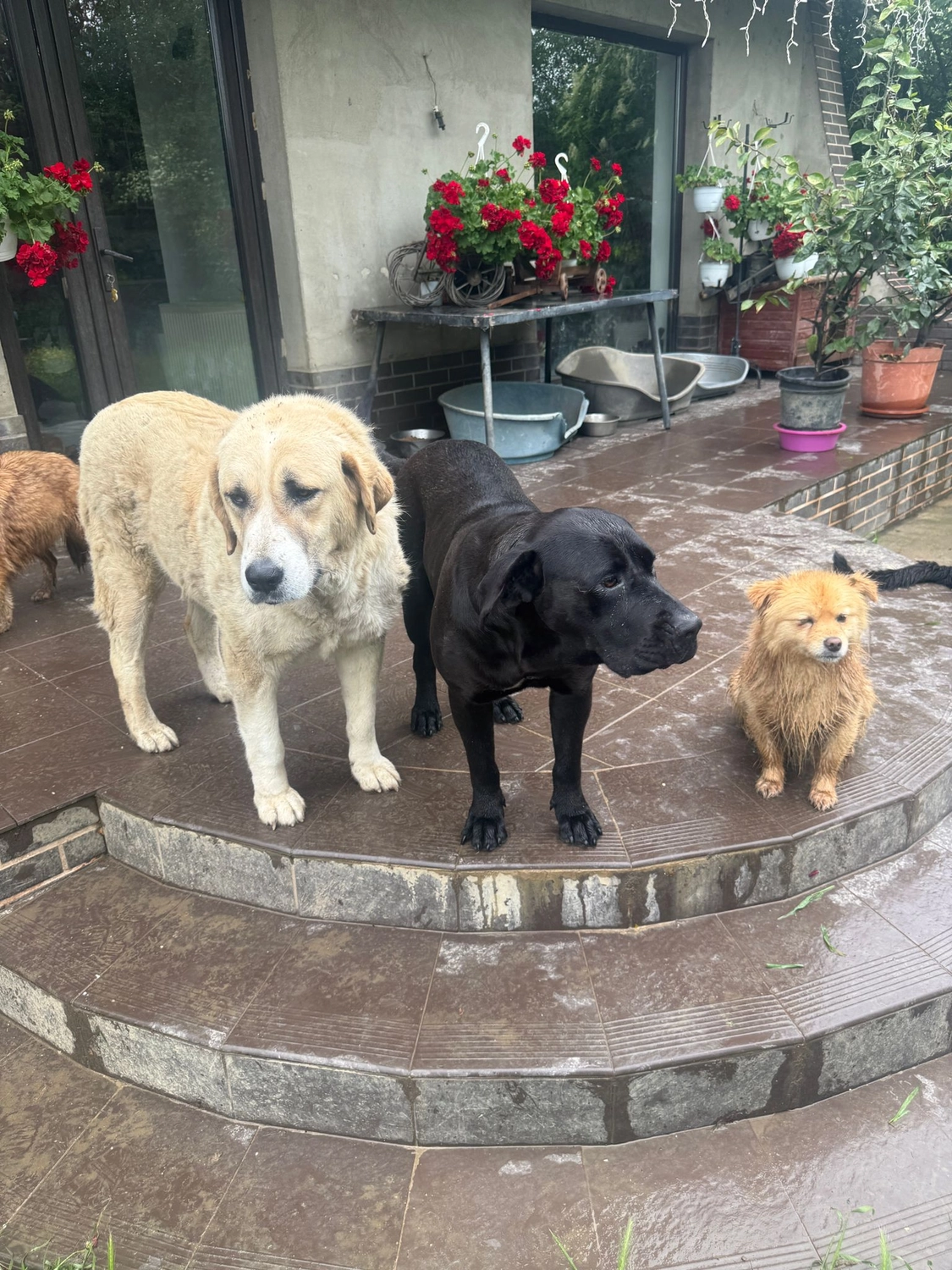 Pro Animals Deutschland e.V. – Hunde