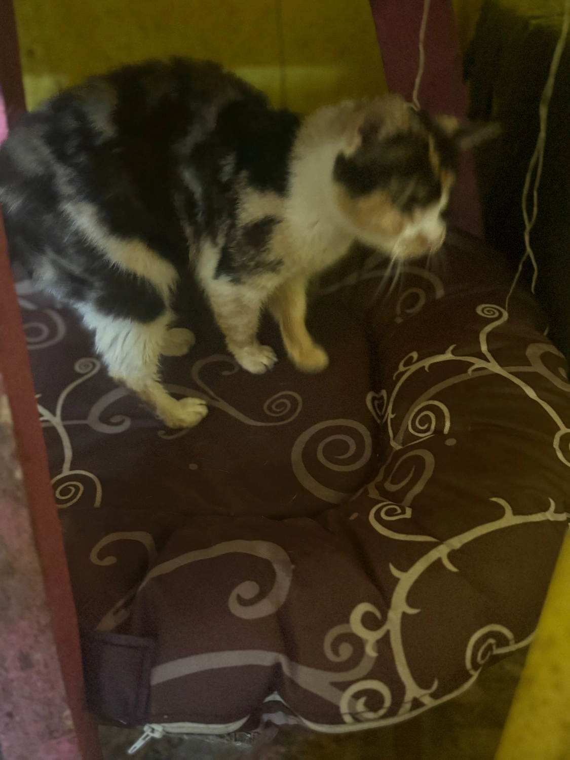 Pro Animals Deutschland e.V. – Katzenheim