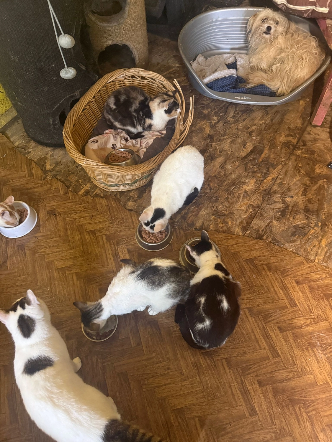 Pro Animals Deutschland e.V. – Katzenheim