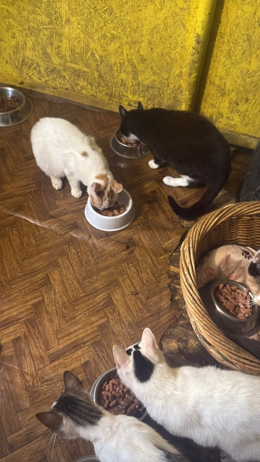 Pro Animals Deutschland e.V. – Katzenheim