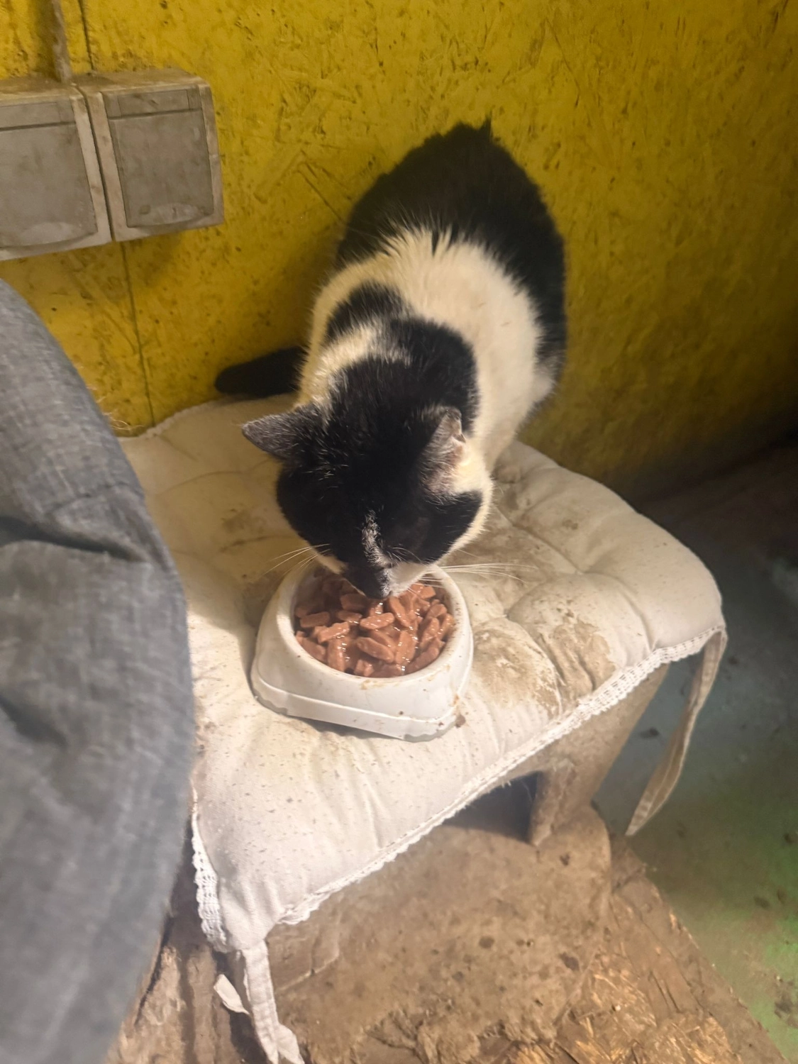 Pro Animals Deutschland e.V. – Katzenheim