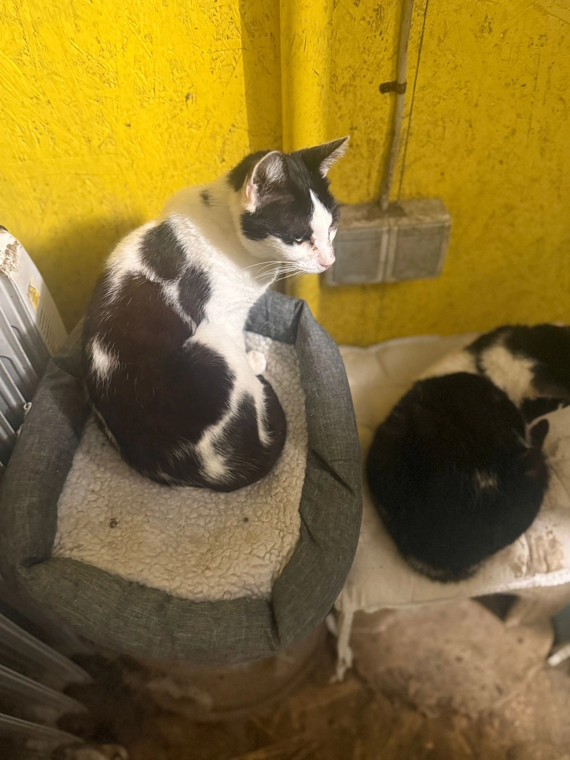 Pro Animals Deutschland e.V. – Katzenheim