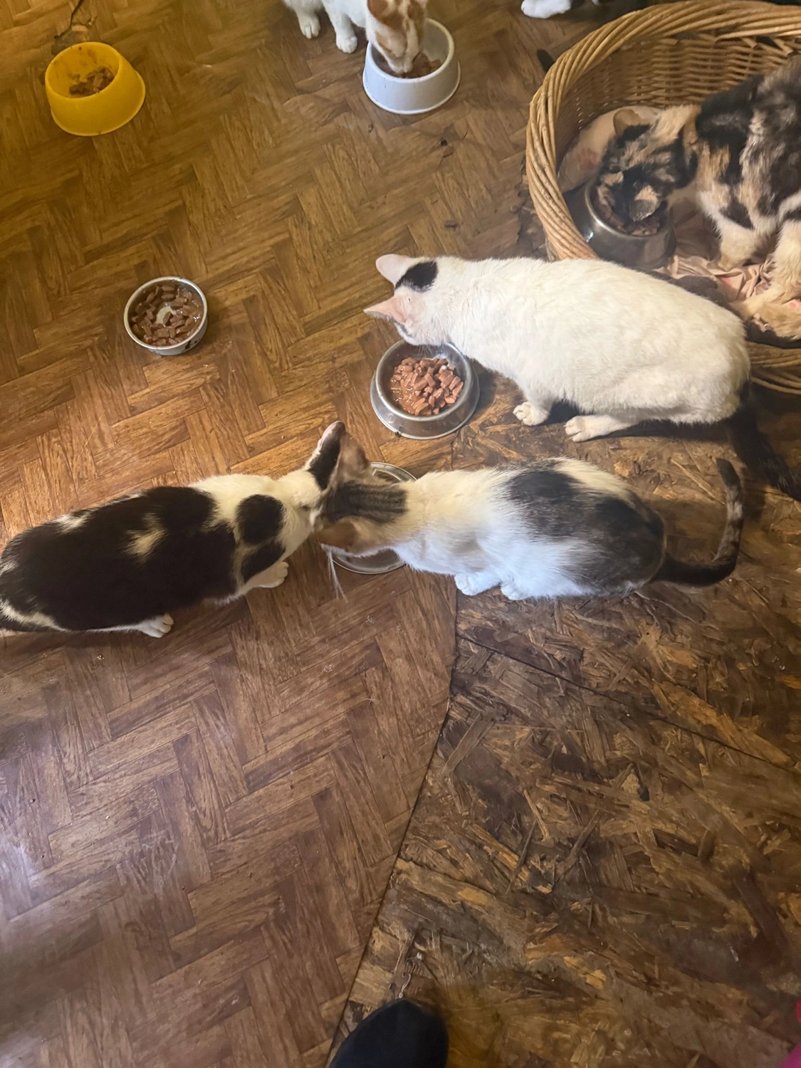 Pro Animals Deutschland e.V. – Katzenheim