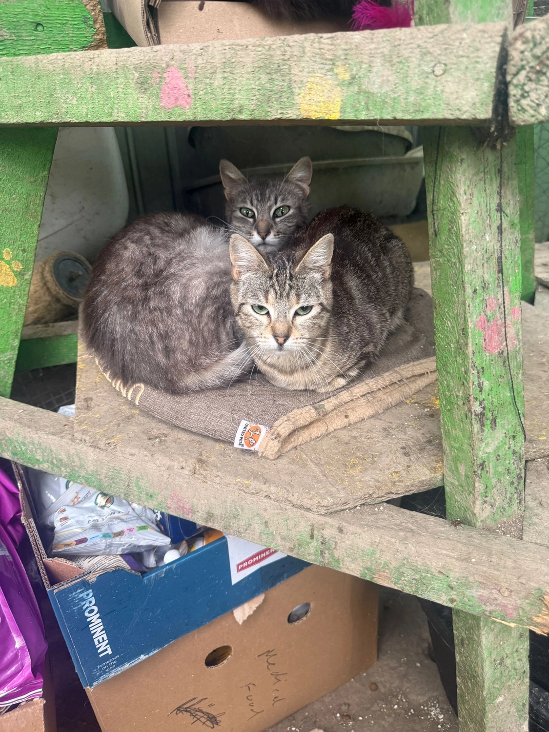 Pro Animals Deutschland e.V. – Katzenheim
