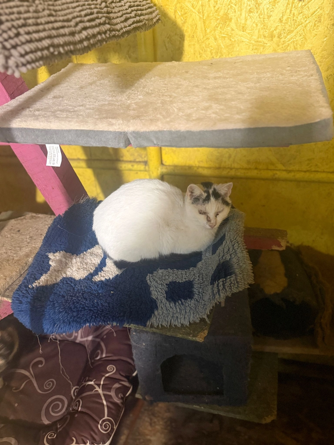 Pro Animals Deutschland e.V. – Katzenheim