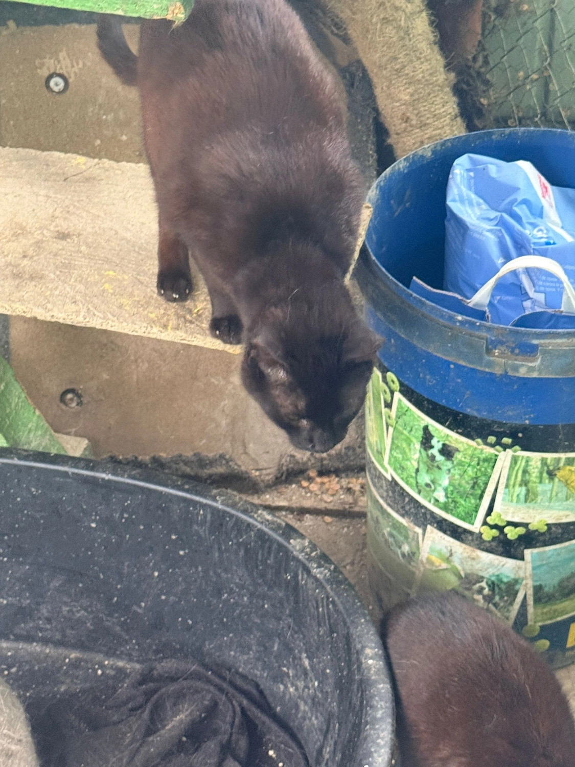Pro Animals Deutschland e.V. – Katzenheim