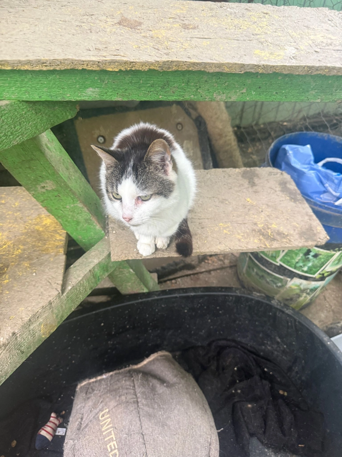 Pro Animals Deutschland e.V. – Katzenheim