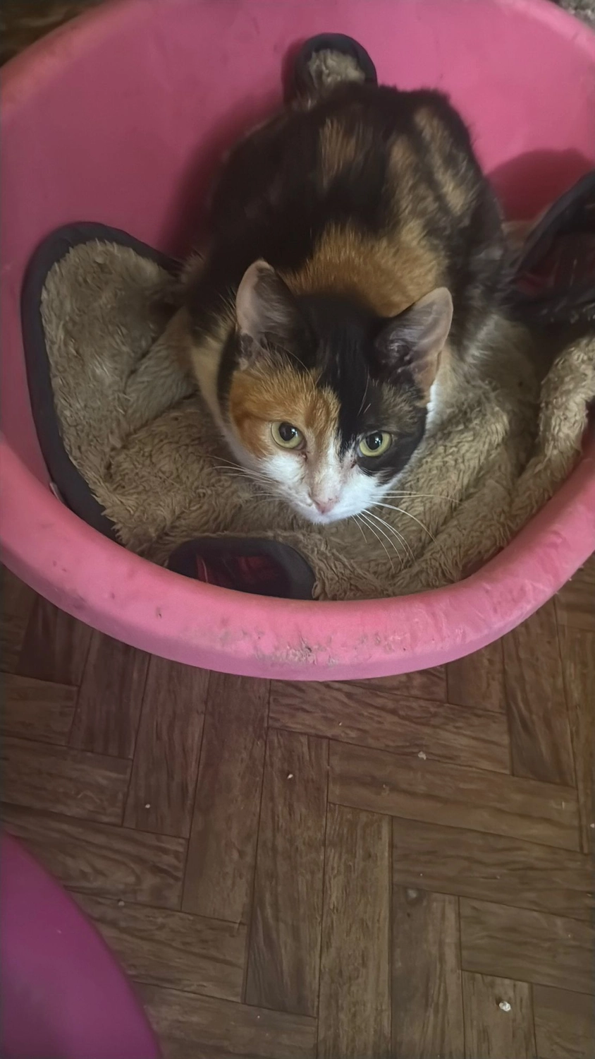Pro Animals Deutschland e.V. – Katzenheim