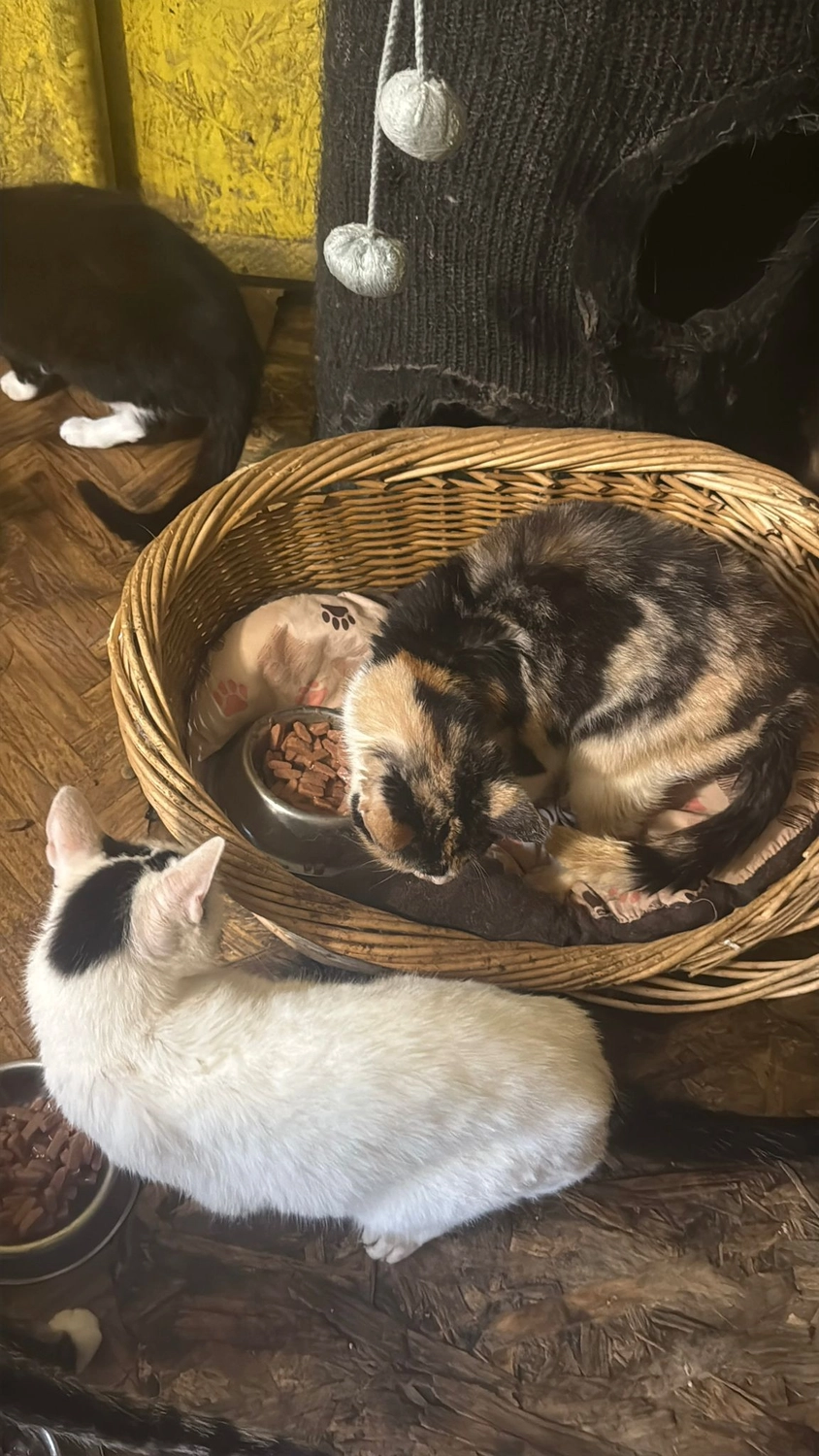 Pro Animals Deutschland e.V. – Katzenheim
