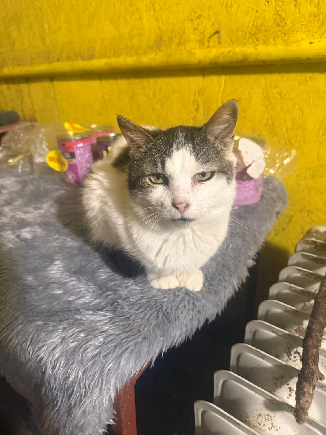 Pro Animals Deutschland e.V. – Katzenheim