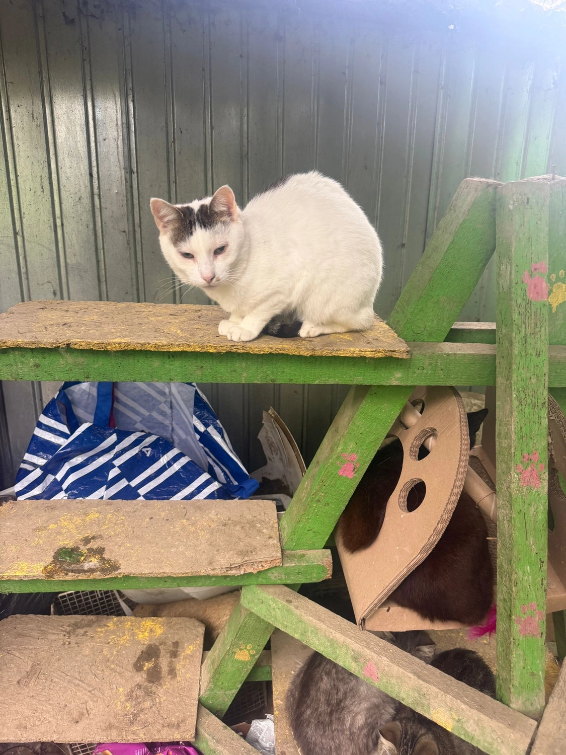 Pro Animals Deutschland e.V. – Katzenheim