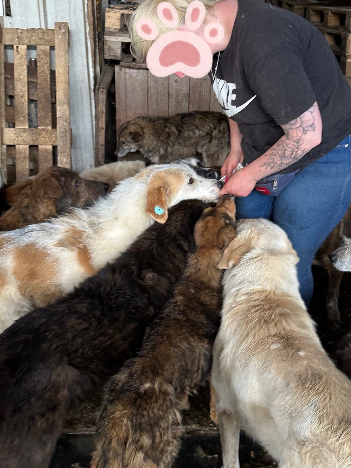 Pro Animals Deutschland e.V. – Tierheim